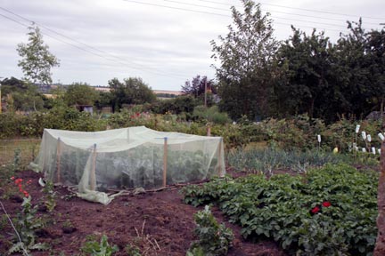 Allotments 8.jpg